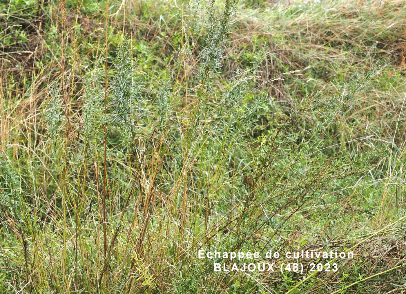 Tarragon plant